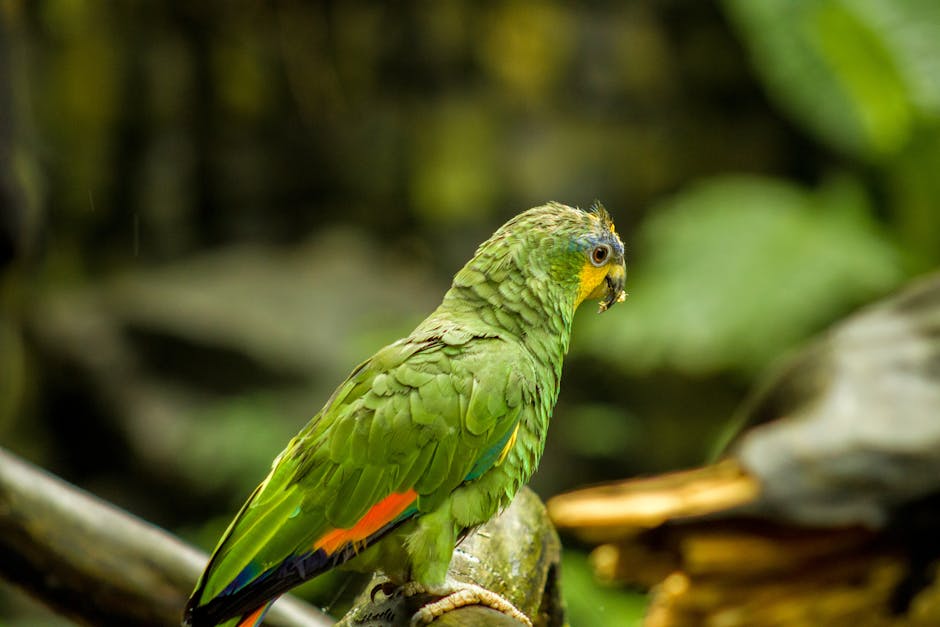Did You Know? 15 Facts About the Amazon Rainforest