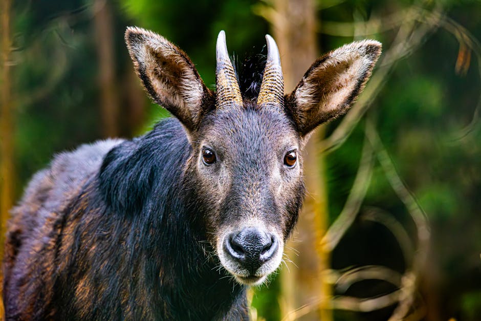 Top 10 Weirdest Animals on Earth