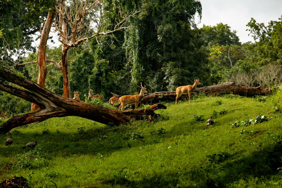 Did You Know? 12 Strange Natural Phenomena