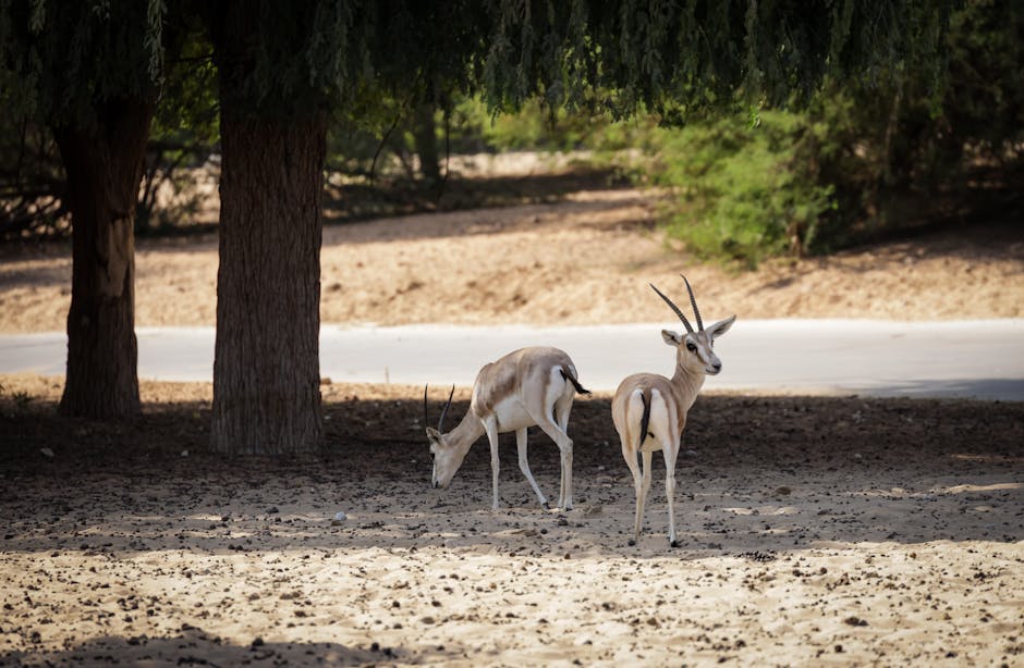 Did You Know? 12 Amazing Desert Facts