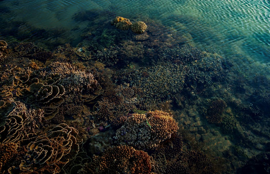 Did You Know? 15 Facts About Coral Reefs