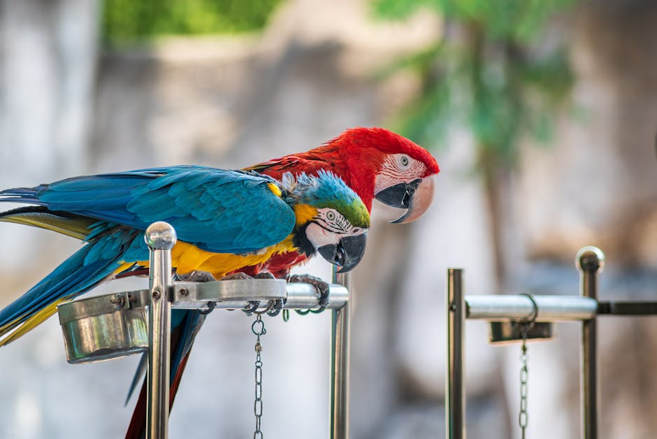 Did You Know Parrots Can Remember Words for Decades?