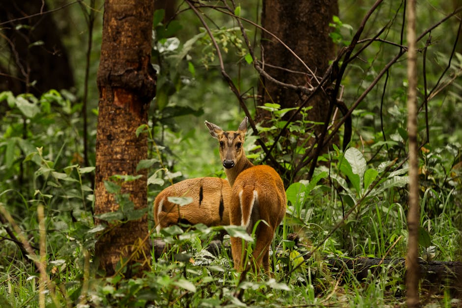 Did You Know? 10 Interesting Facts About Forests