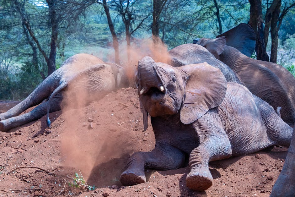 Did You Know Elephants Mourn Their Dead?