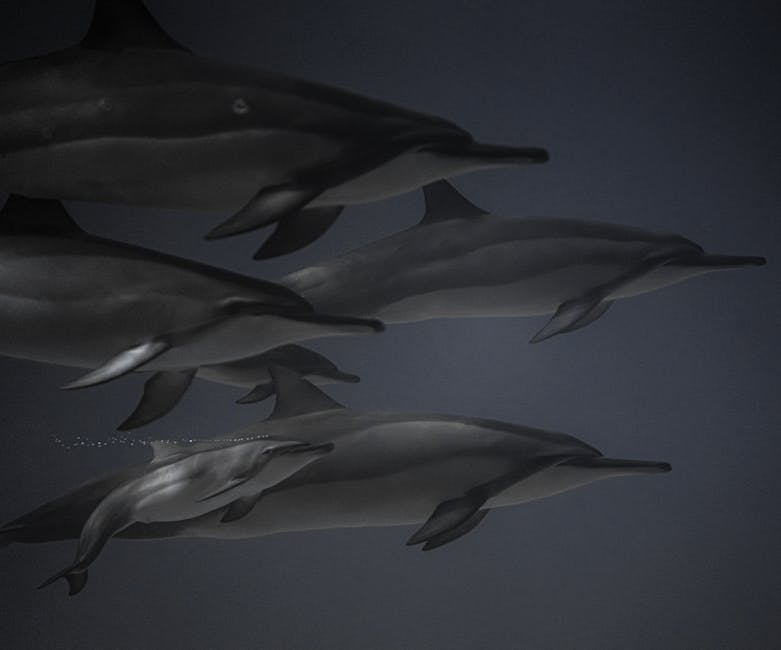 Did You Know Dolphins Have Names for Each Other?