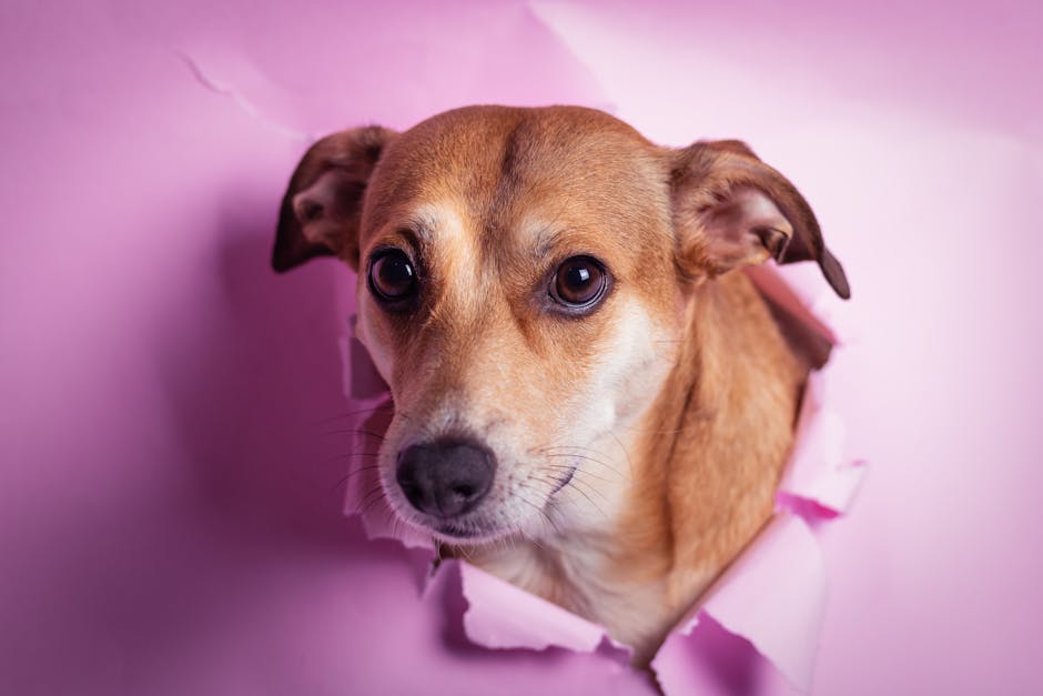 20 Fun Facts About Dogs That Will Surprise You