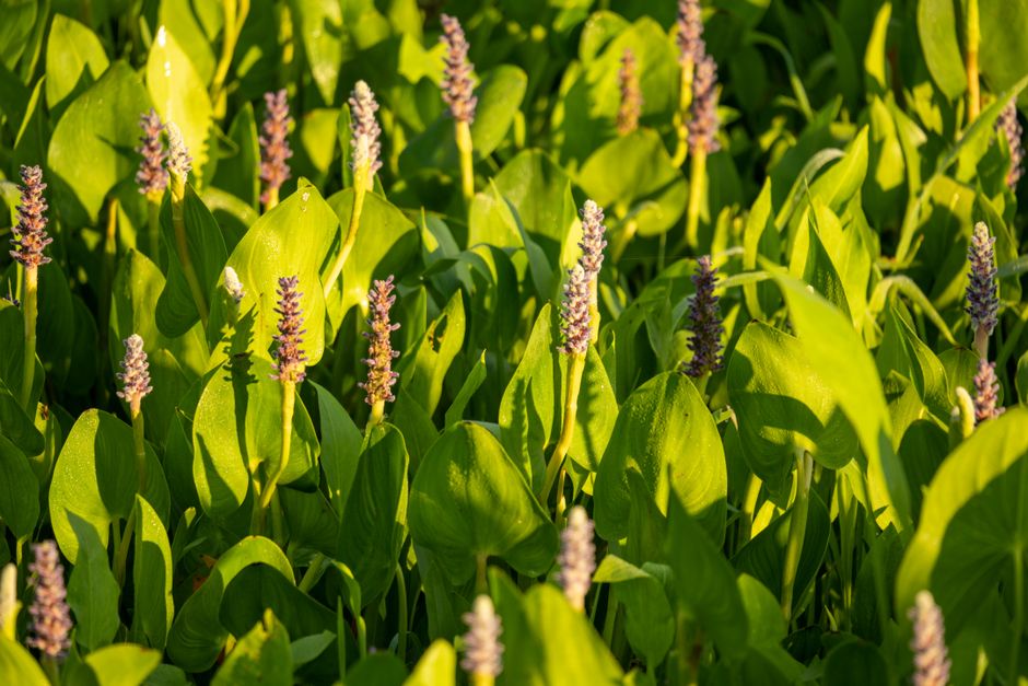 Did You Know? 12 Plants That Can Kill You Instantly