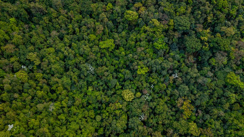 Did You Know The Amazon Rainforest Produces 20% of Our Oxygen?