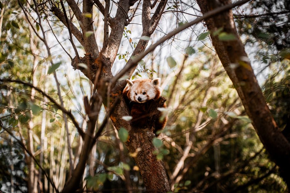 Did You Know? 10 Interesting Facts About Forests