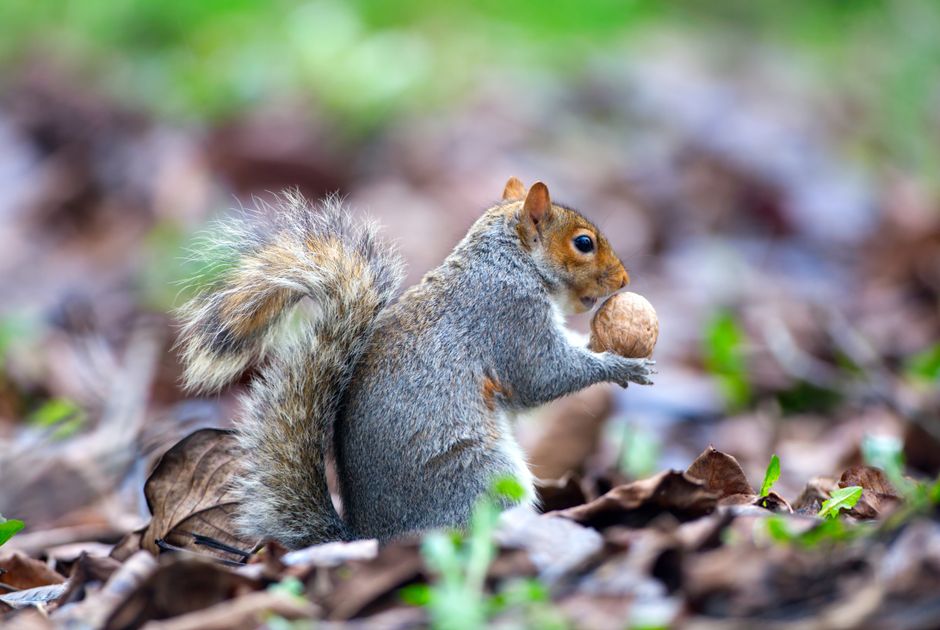 Top 10 Smartest Animals in the World